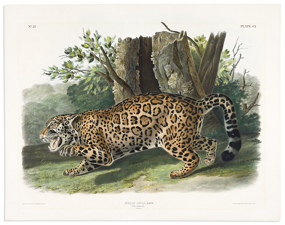 AUDUBON, JOHN JAMES. The Jaguar. Plate CI.
